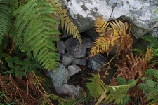 irland1420-IMG 3649
