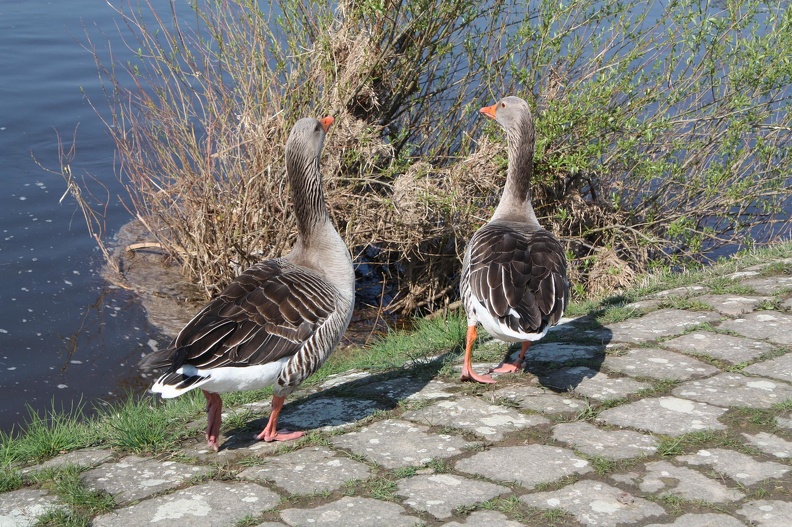 IMG 0665