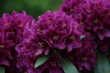 Blüten
