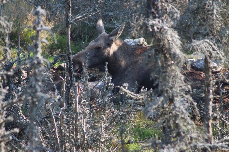 scandinavia2079-IMG 8259