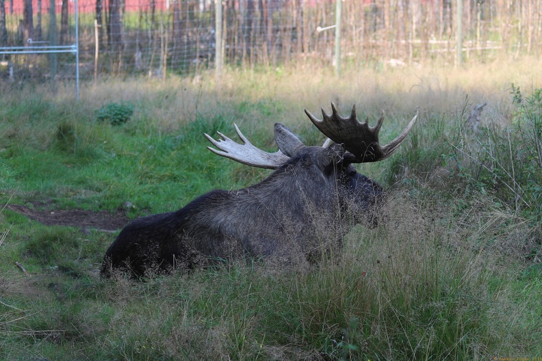 scandinavia2081-IMG 8261