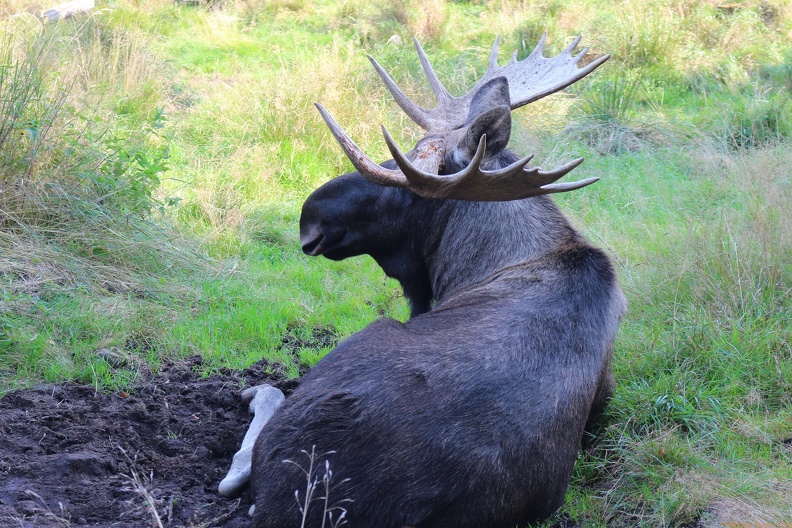 scandinavia2084-IMG 8264