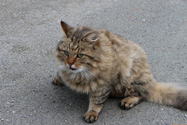 scandinavia3442-IMG 9233