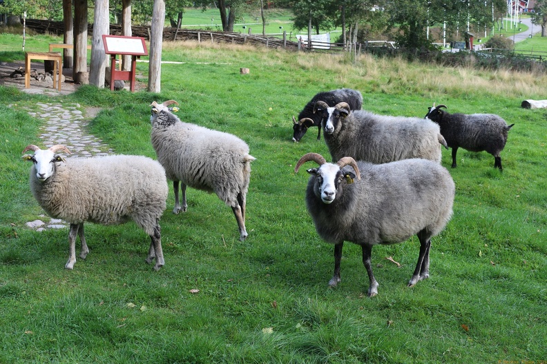 scandinavia3519-IMG 9277